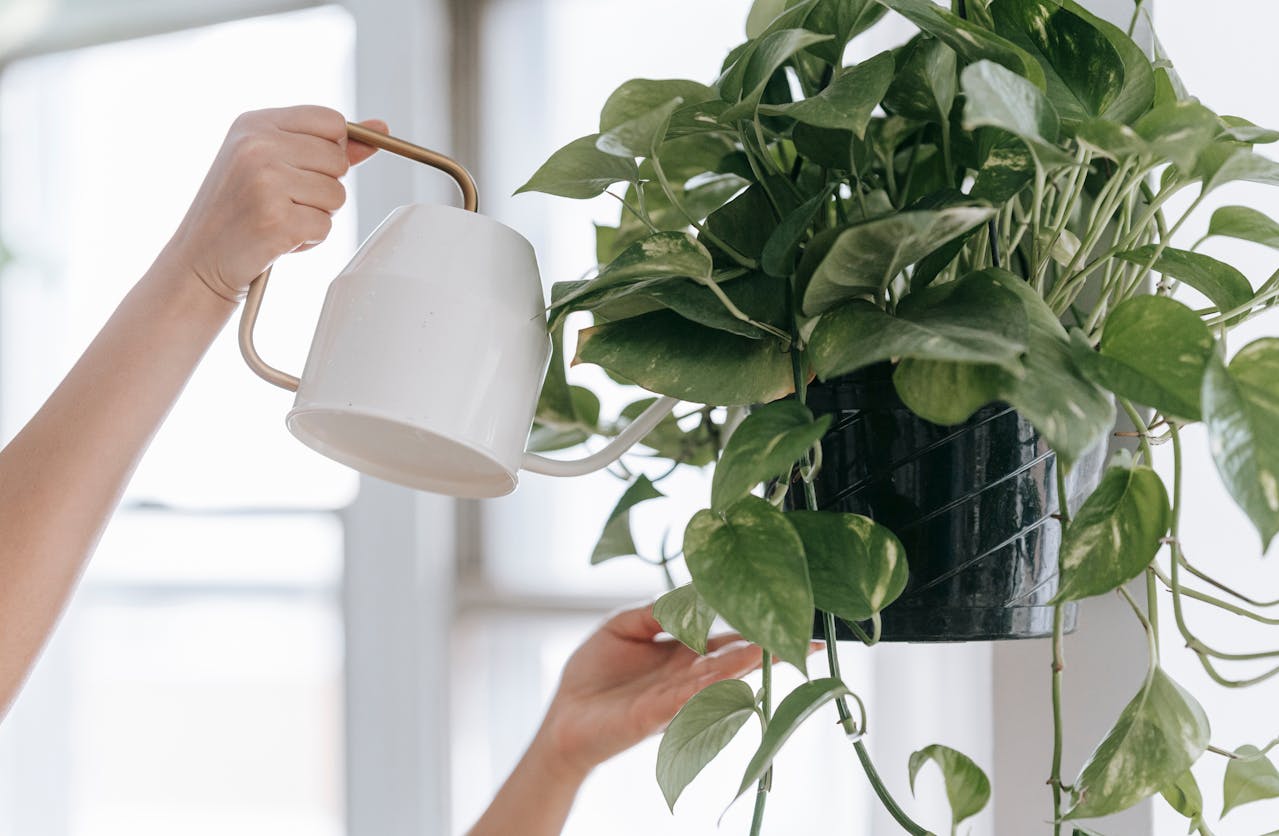 cozy apartment indoor greenery pothos spider plant