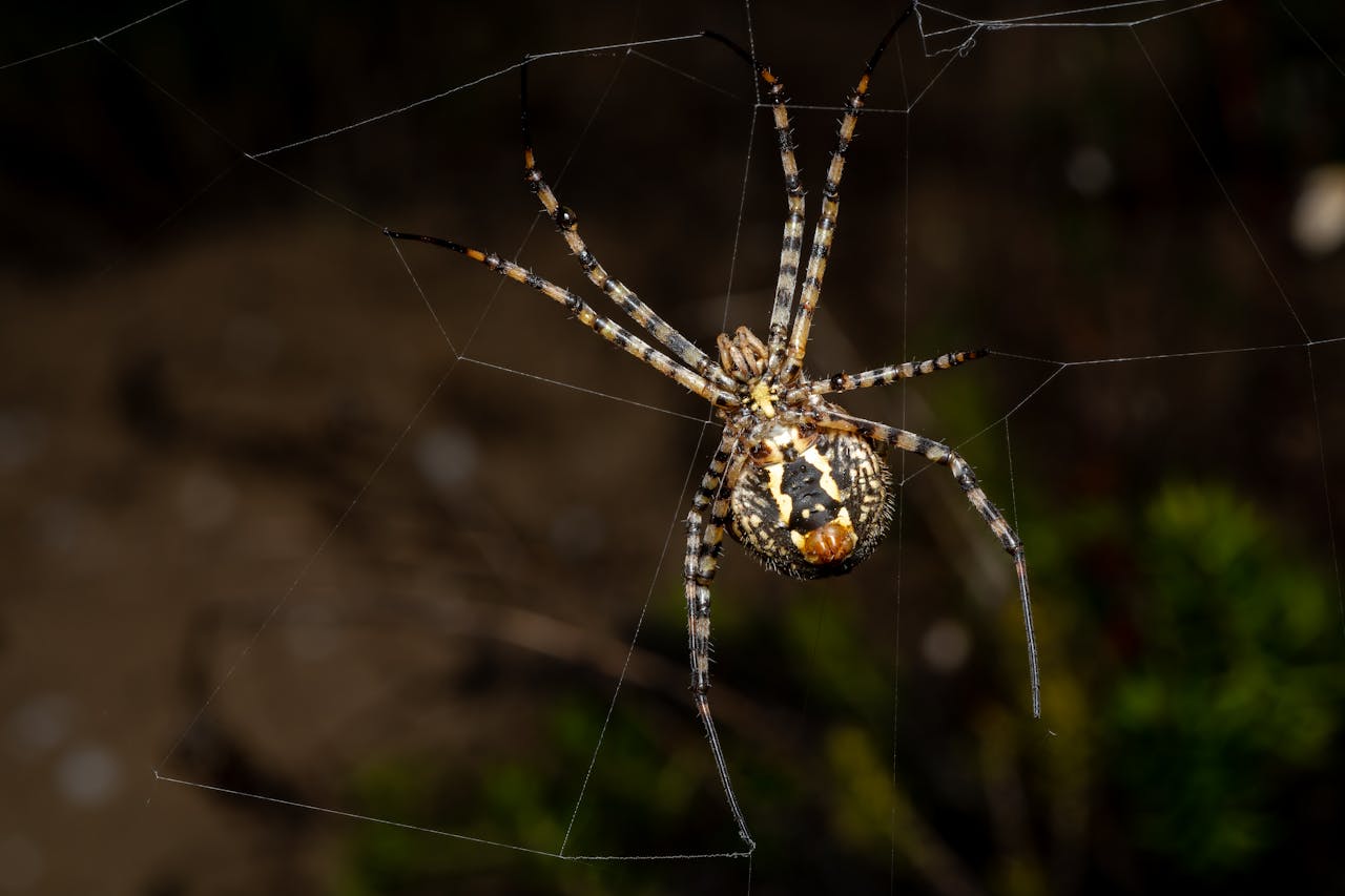 venomous spider close up web