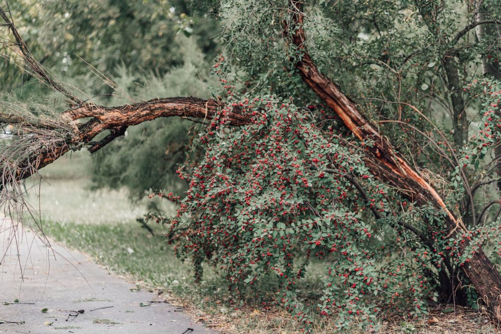 fallen tree trail closure