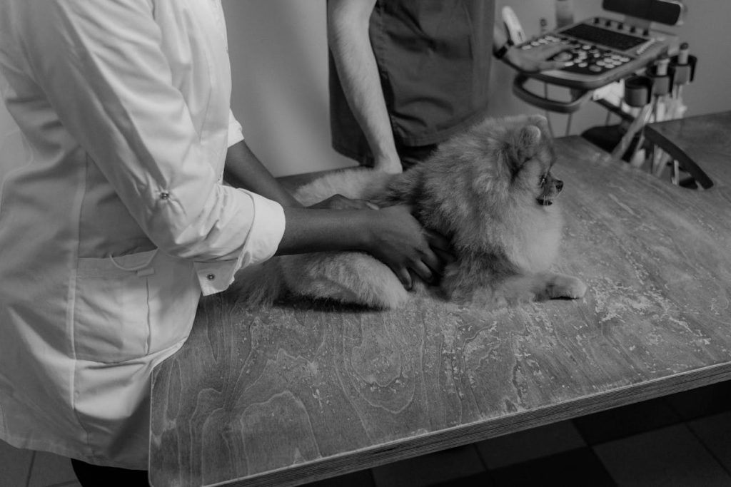 vet checking pet dog table