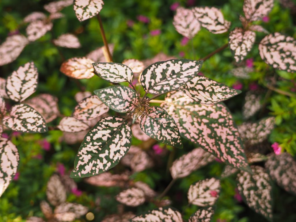 hypoestes phyllostachya pink leaves