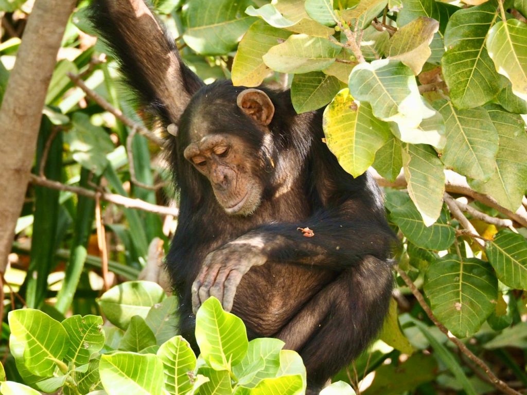 chimp forest habitat