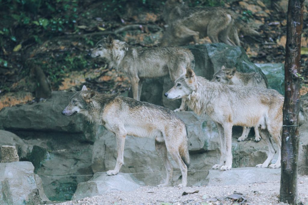 wolfs 'group 