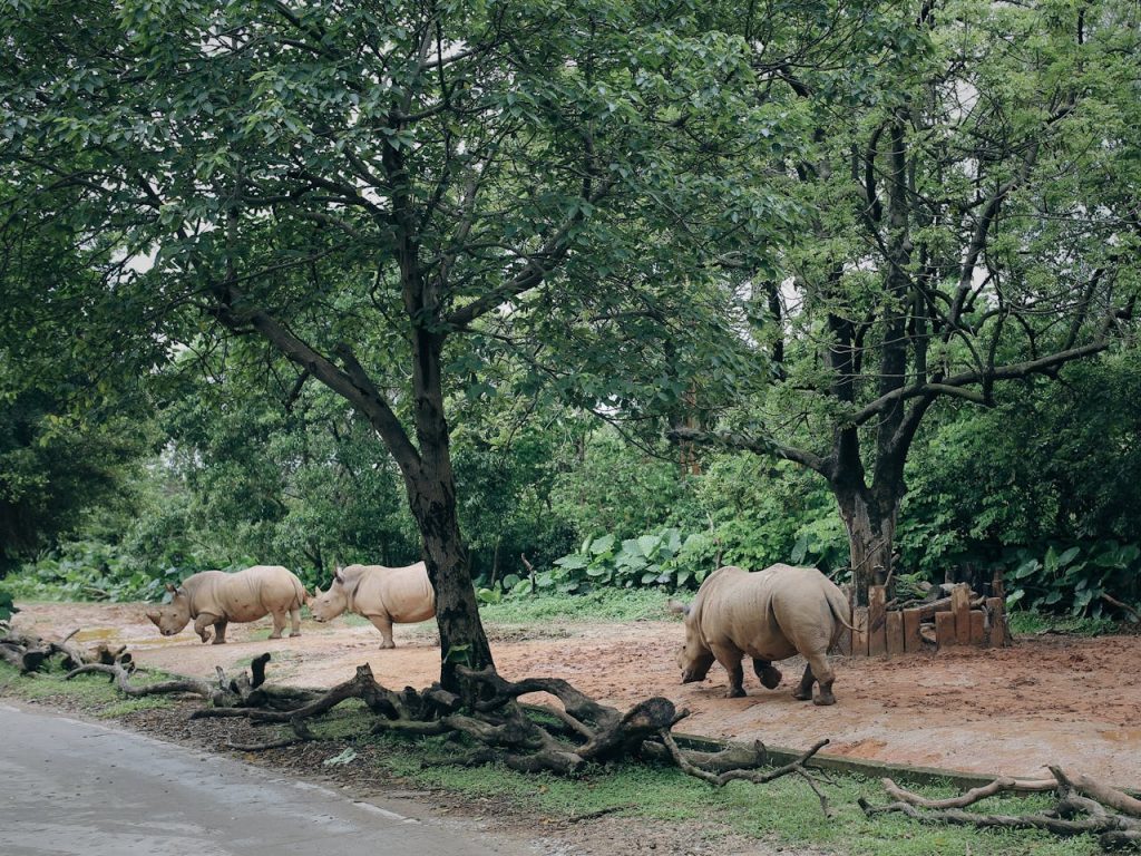 zoo habitat walkway landscape