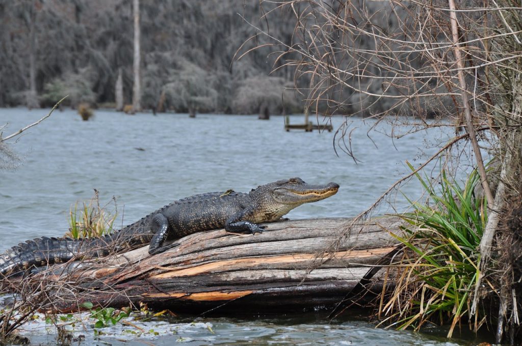 american alligator marsh pool