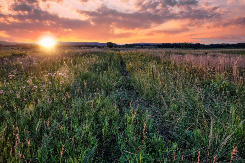 rolling prairie grass golden hour