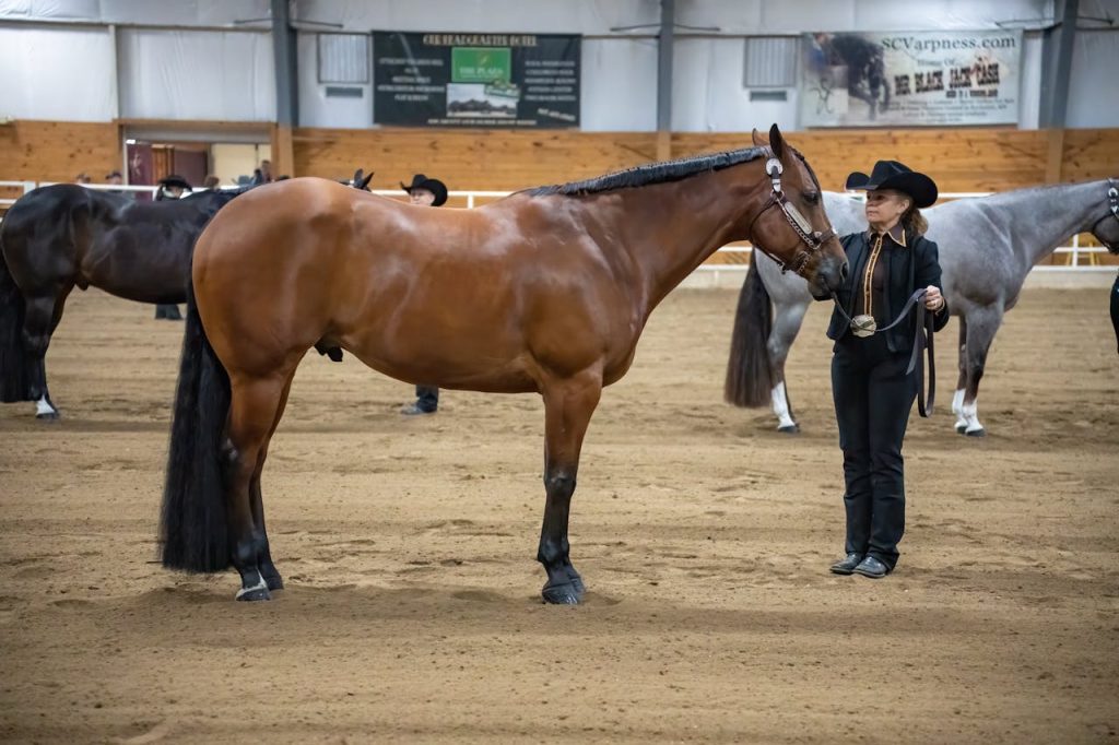 horse handler historical