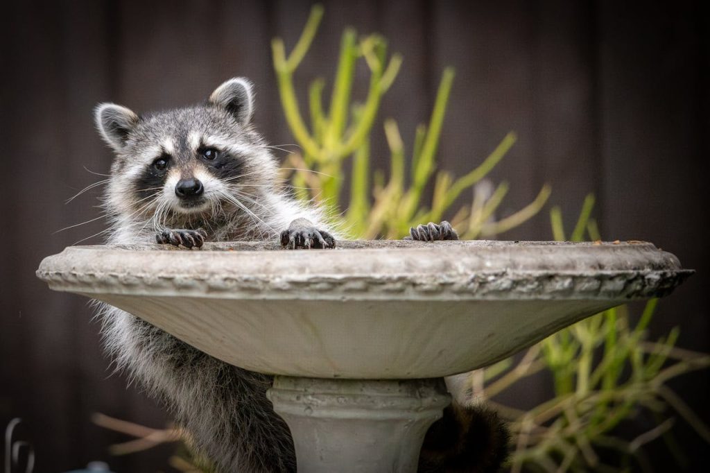 raccoon backyard birdbath