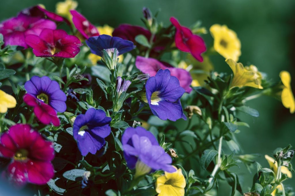 pruning petunia flower