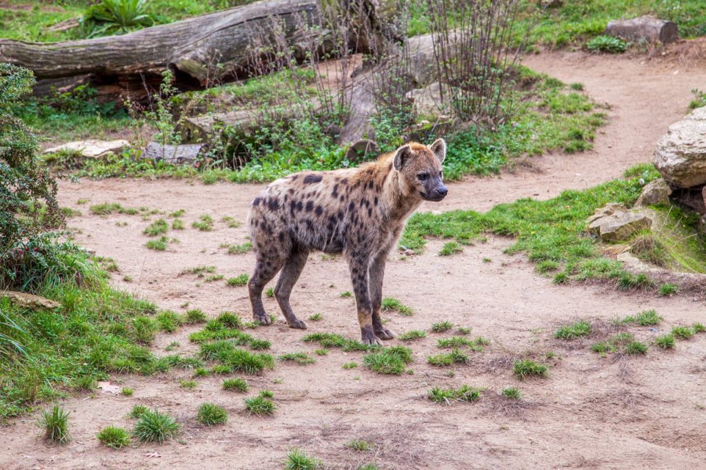 Hyenas