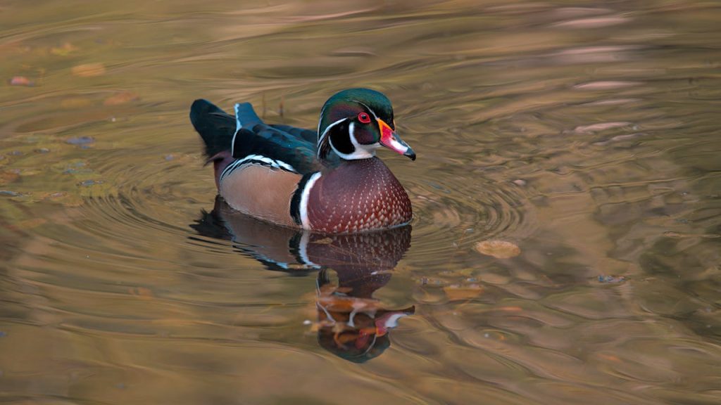 Wood Duck