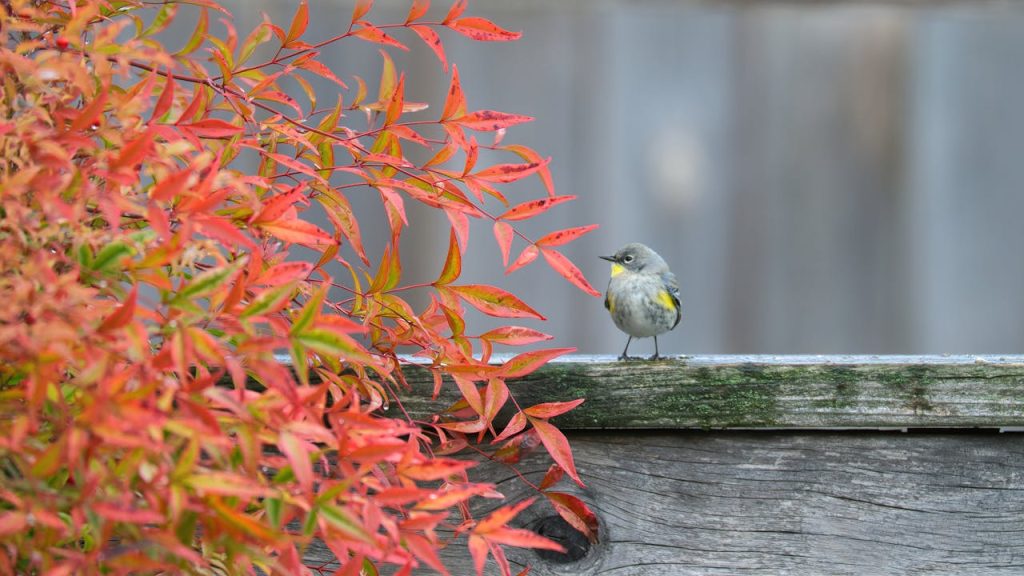 yellow rumped warbler berries