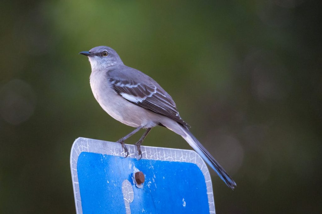 northern mockingbird perched alert urban garden