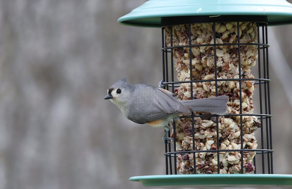 spilled bird seed under feeder