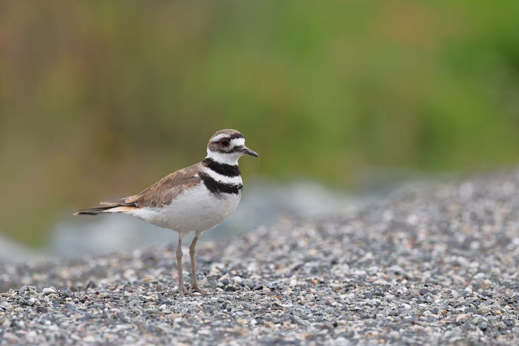 killdeer gravel