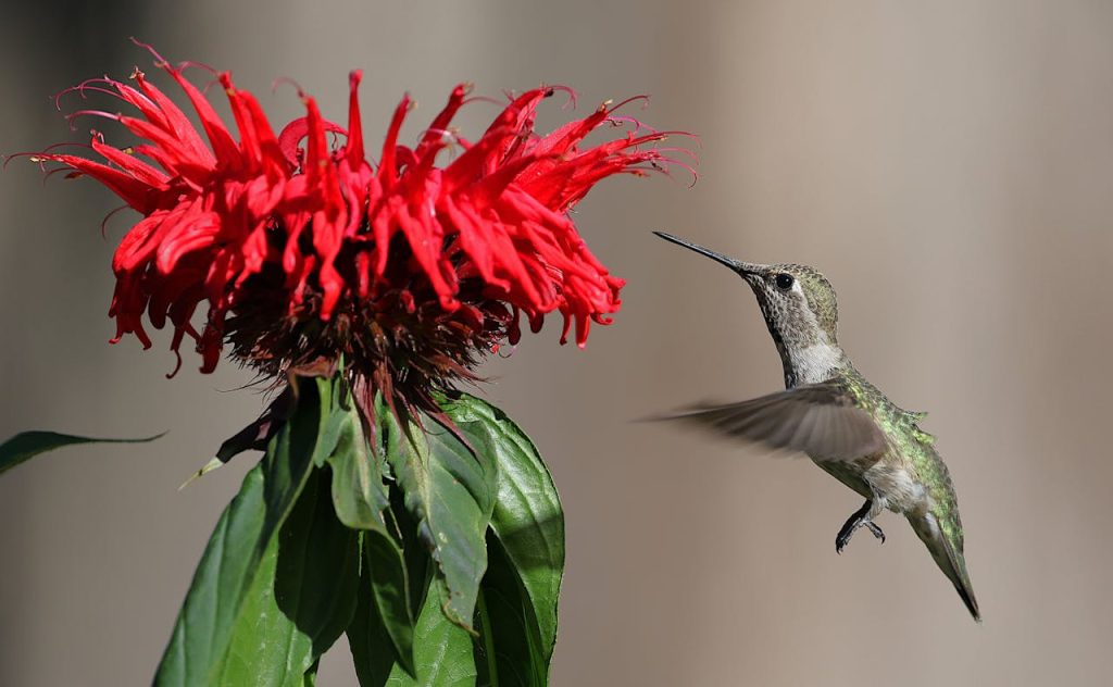hummingbird on bee balm flower