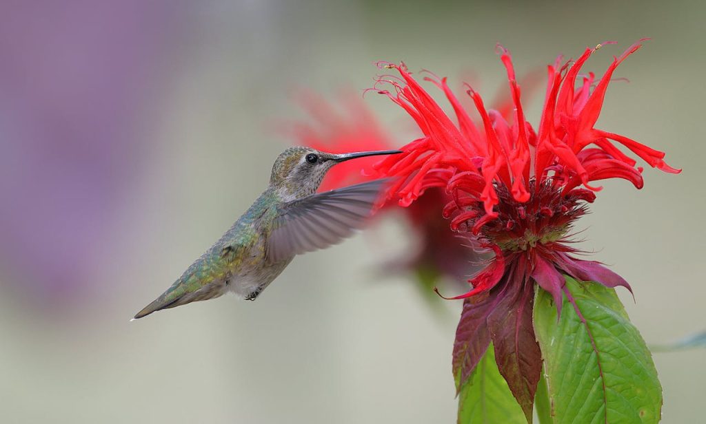 nna's Hummingbird Feeding on Red Flower