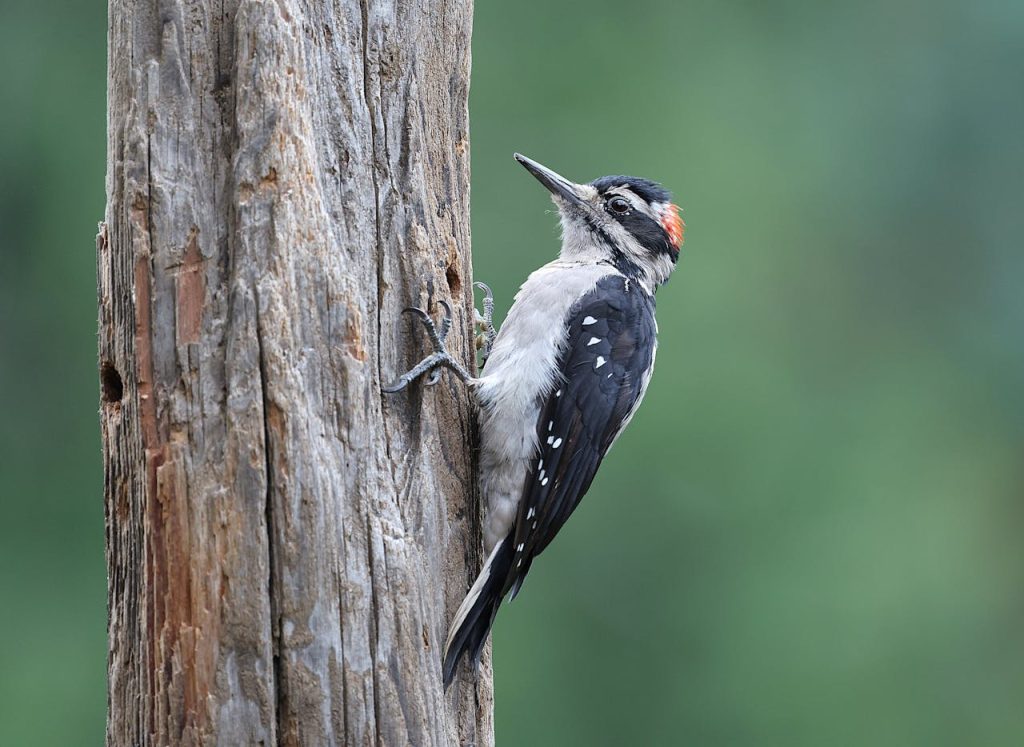 hairy woodpaker