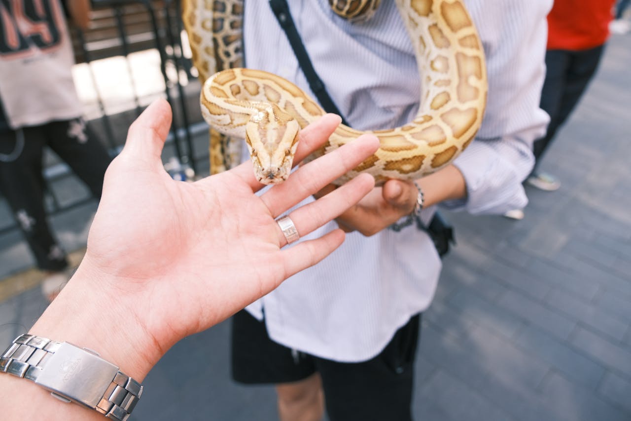 Snake handlers warn 9 panic moves that make an indoor snake situation worse