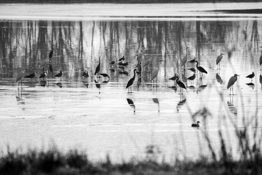 Long wetland road with shallow pools and distant birds under big sky.
Make it attractive: Keep strong horizon and repeating water patches for pattern.