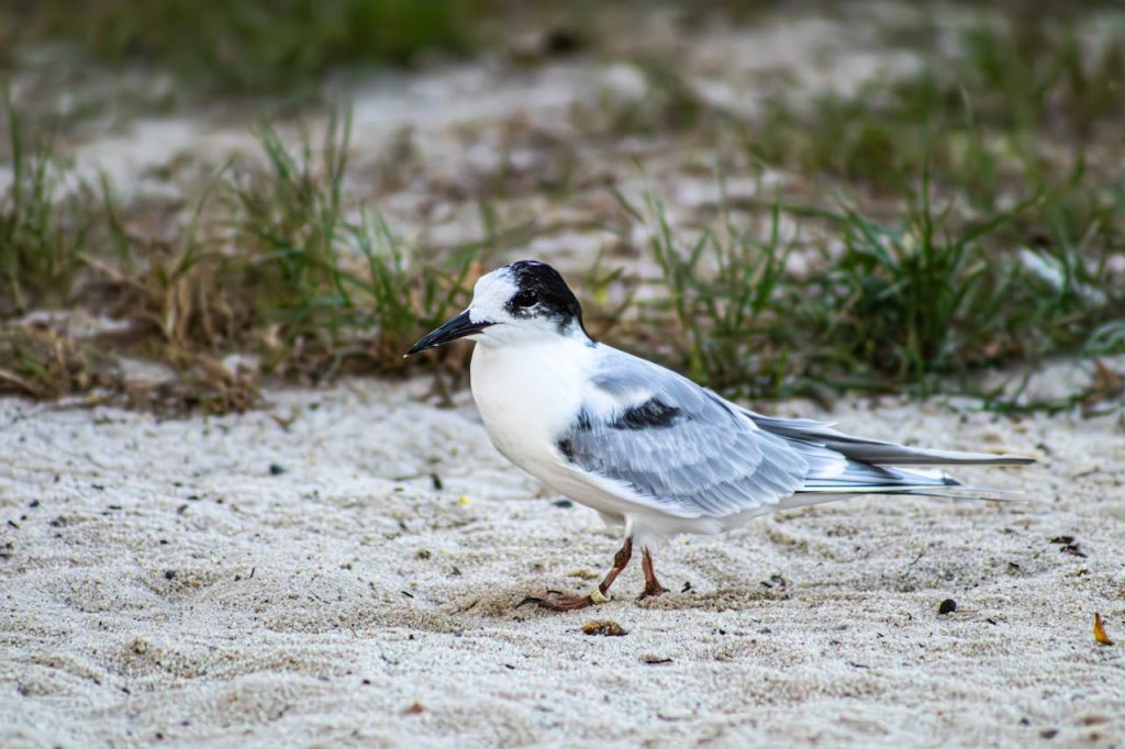 arctic tern dive bombing nest colony