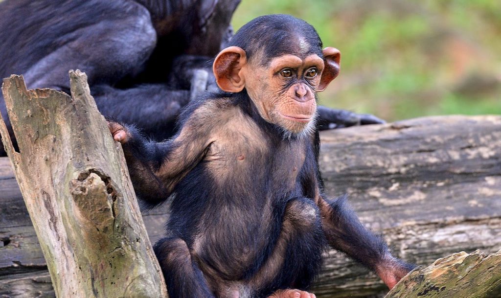 chimpanzee with baby wildlife