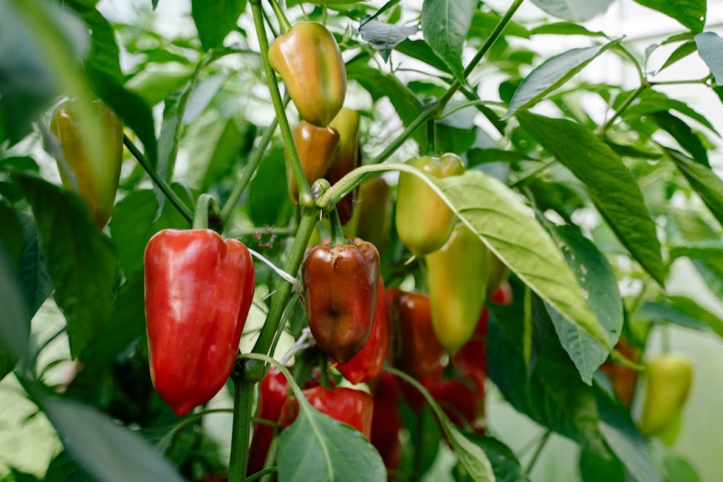 Peppers plants