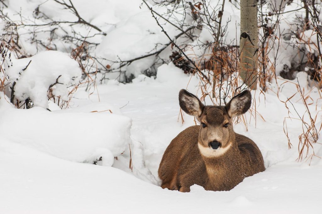 deer in snowy woods resting