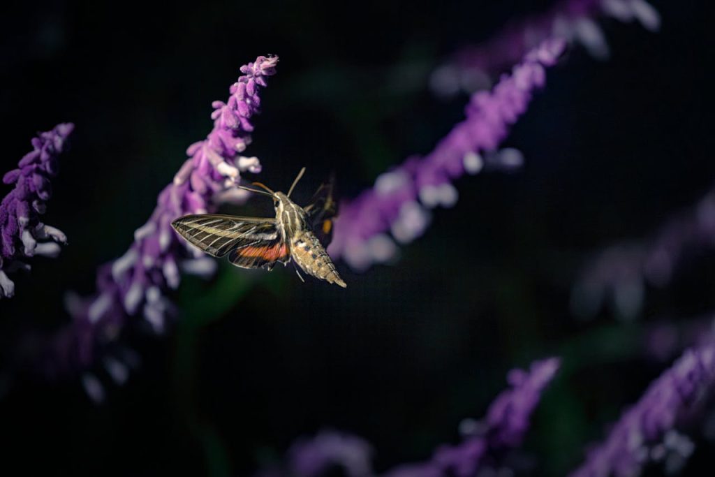 moth on flower at night
