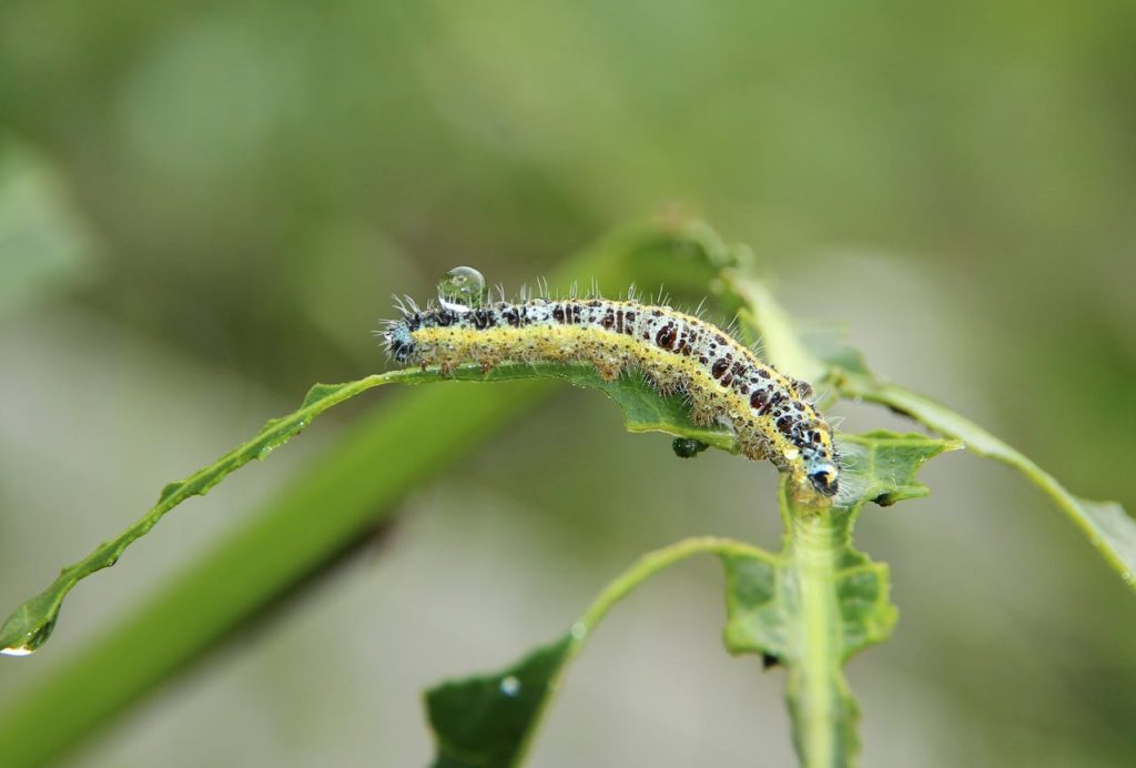 monarch caterpillar milkweed