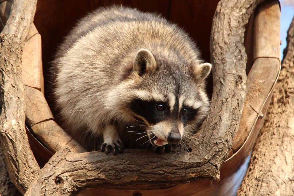raccoon
