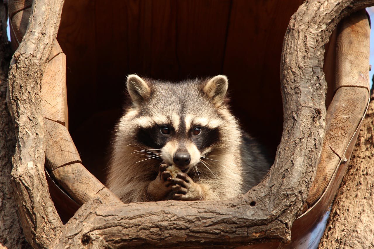 12 Ways Raccoons And Opossums Exploit Fragmented Nesting Cover And Wipe Out Clutches