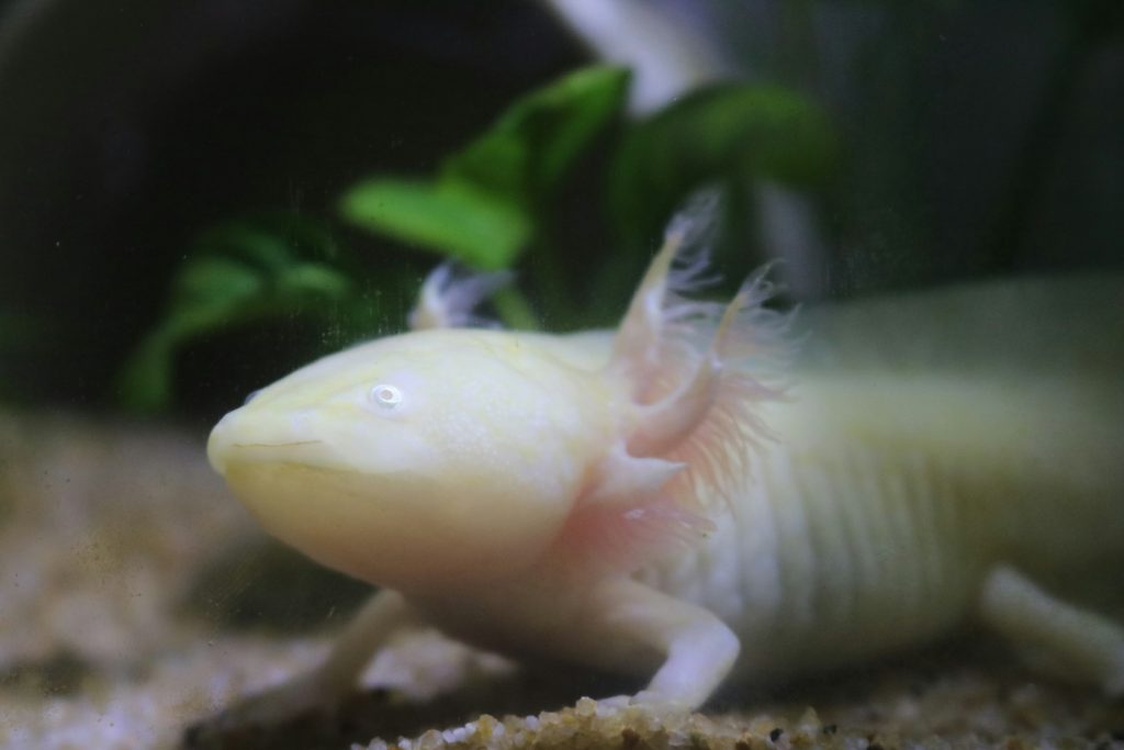 axolotl