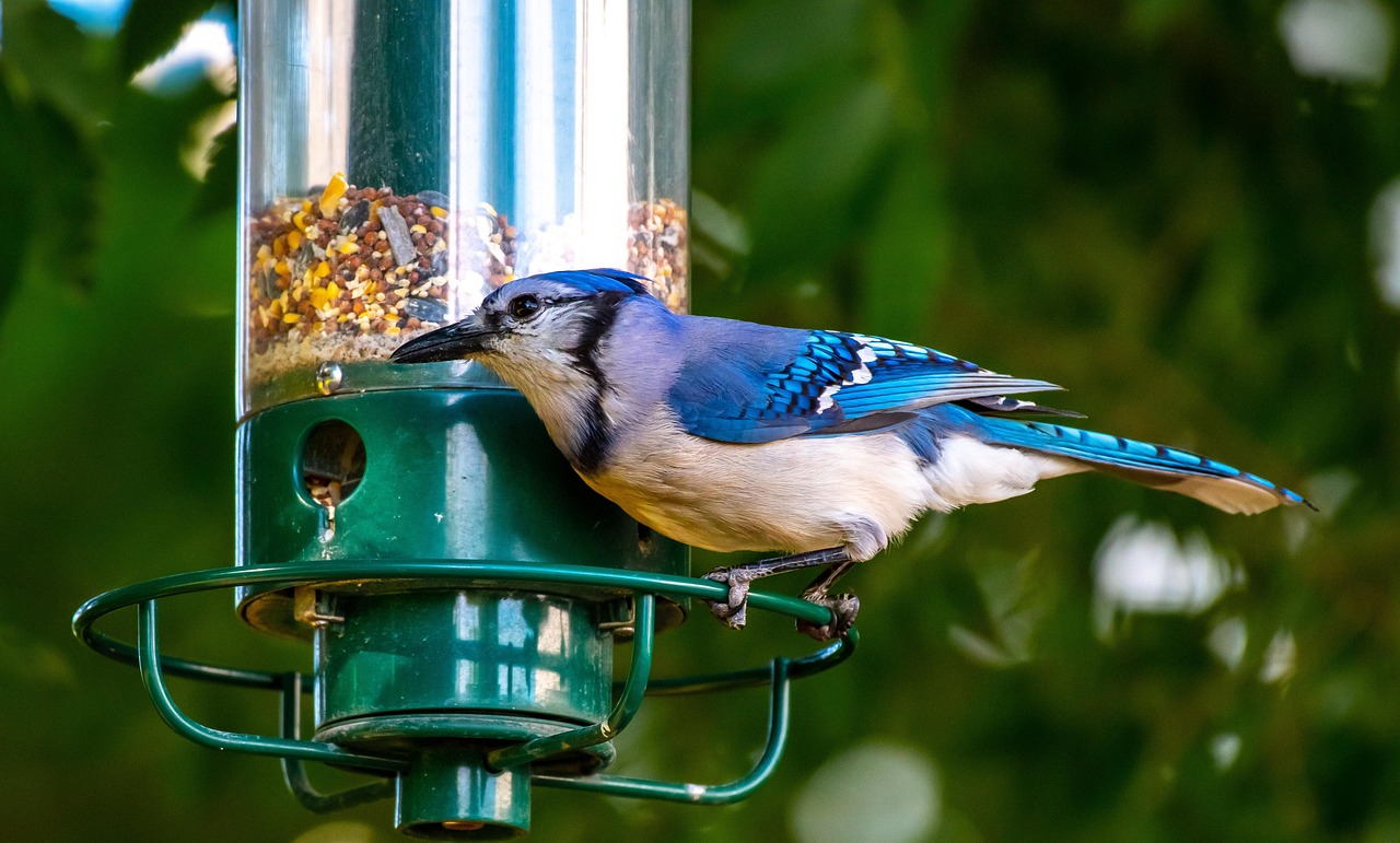 pilotbrent-bird-feeder