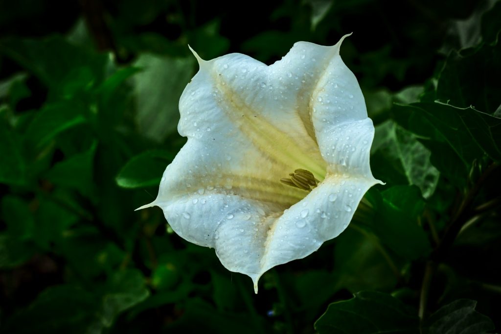 Datura
