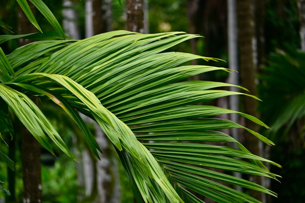 Areca Palm