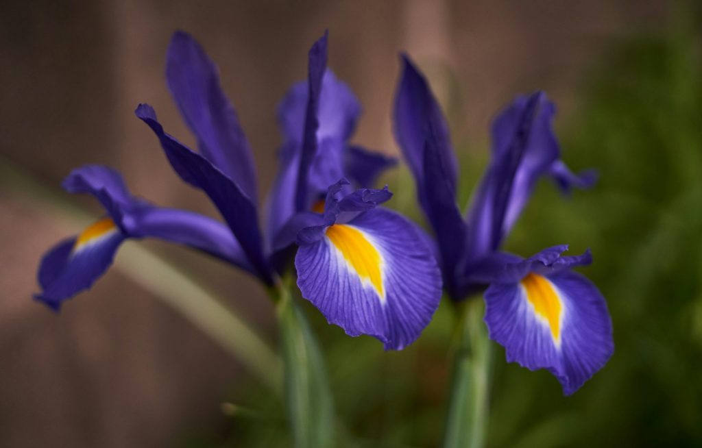 iris