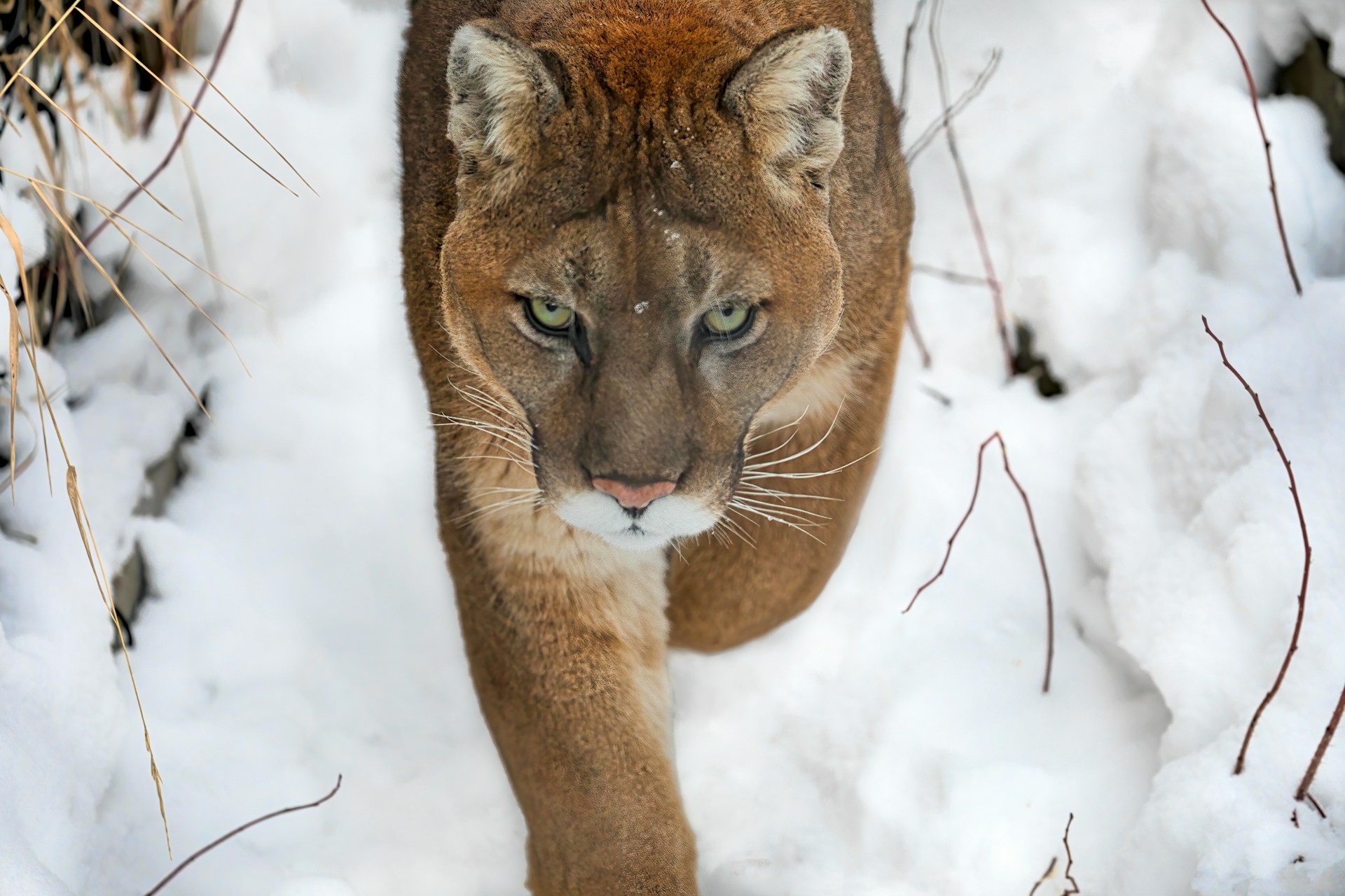 Mountain lion