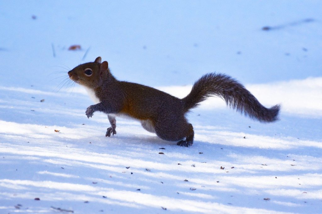 white squirrel tree winter