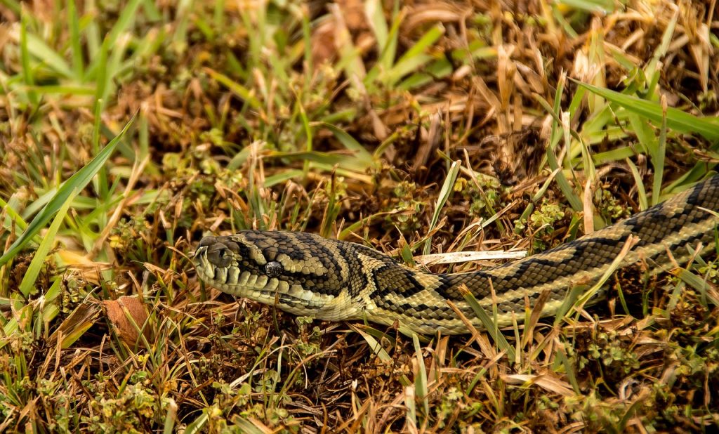 camouflaged snake in grass
