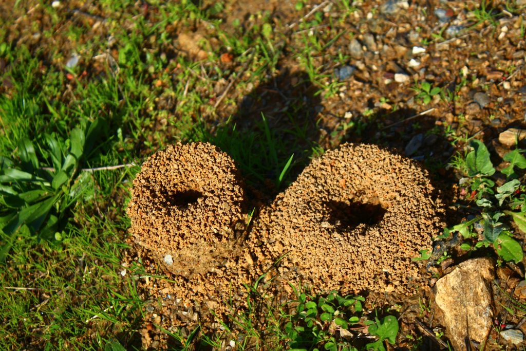 ground nesting bee soil