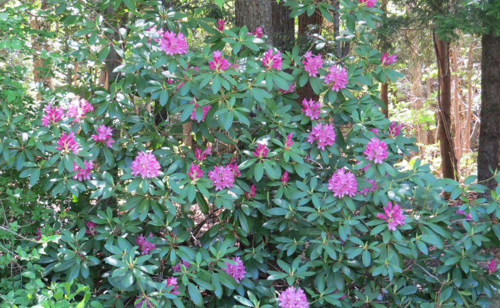 Rhododendrons