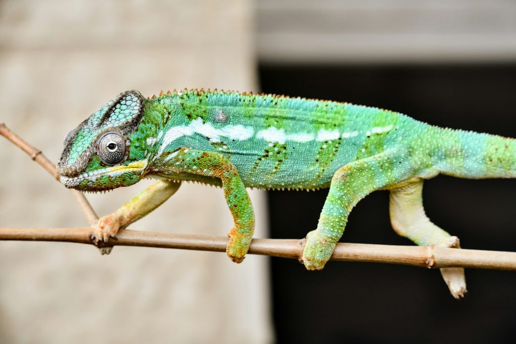 chameleon