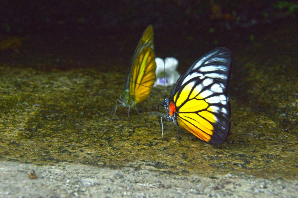 butterfly puddling