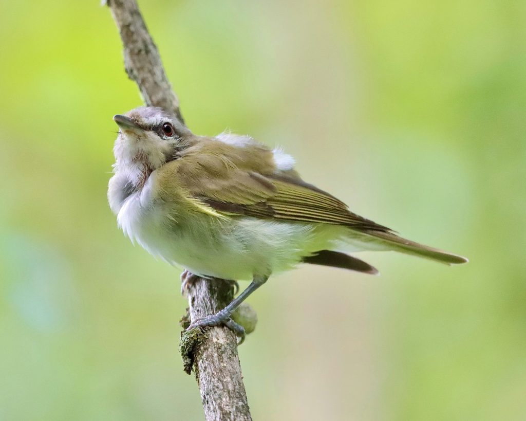 Red-eyed Vireo