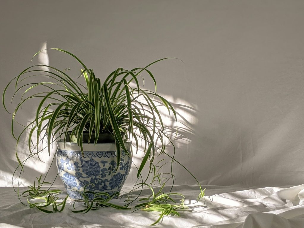 Spider Plant \