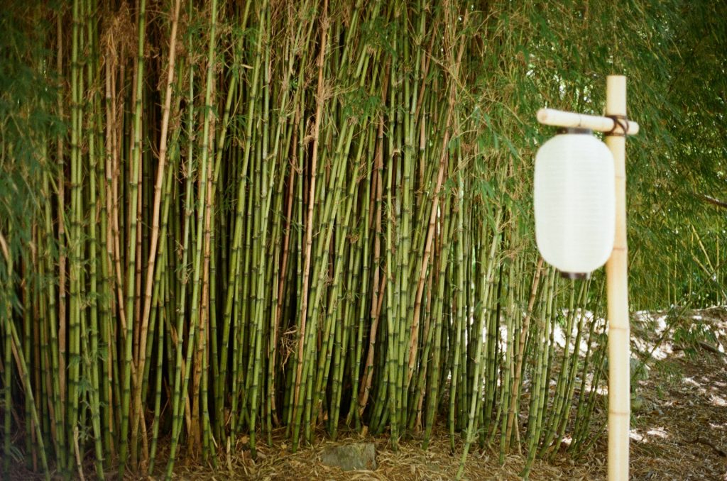 watering bamboo garden