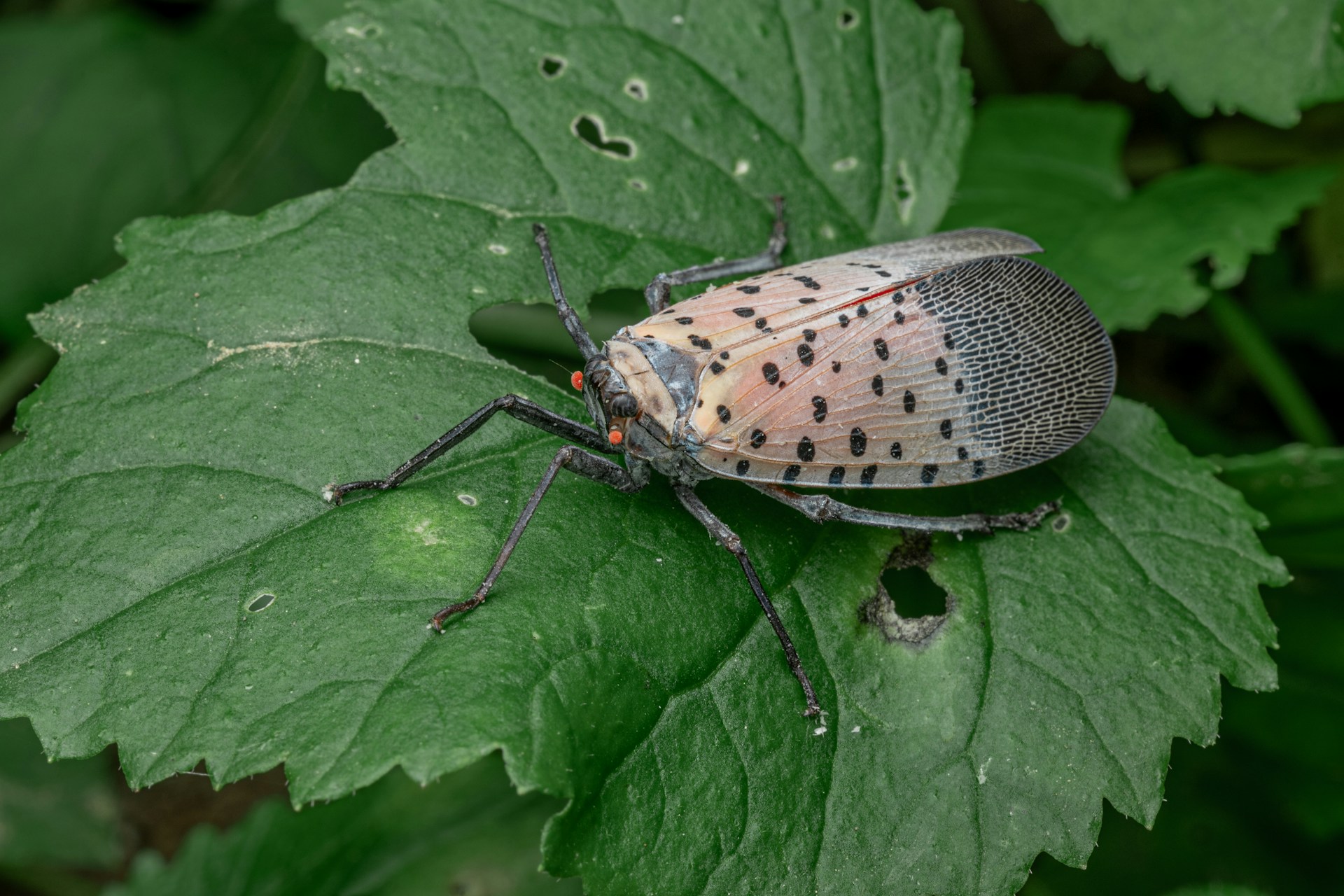 10 Lanternfly Trap Mistakes That Catch the Wrong Bugs and Let the Real Problem Walk Away