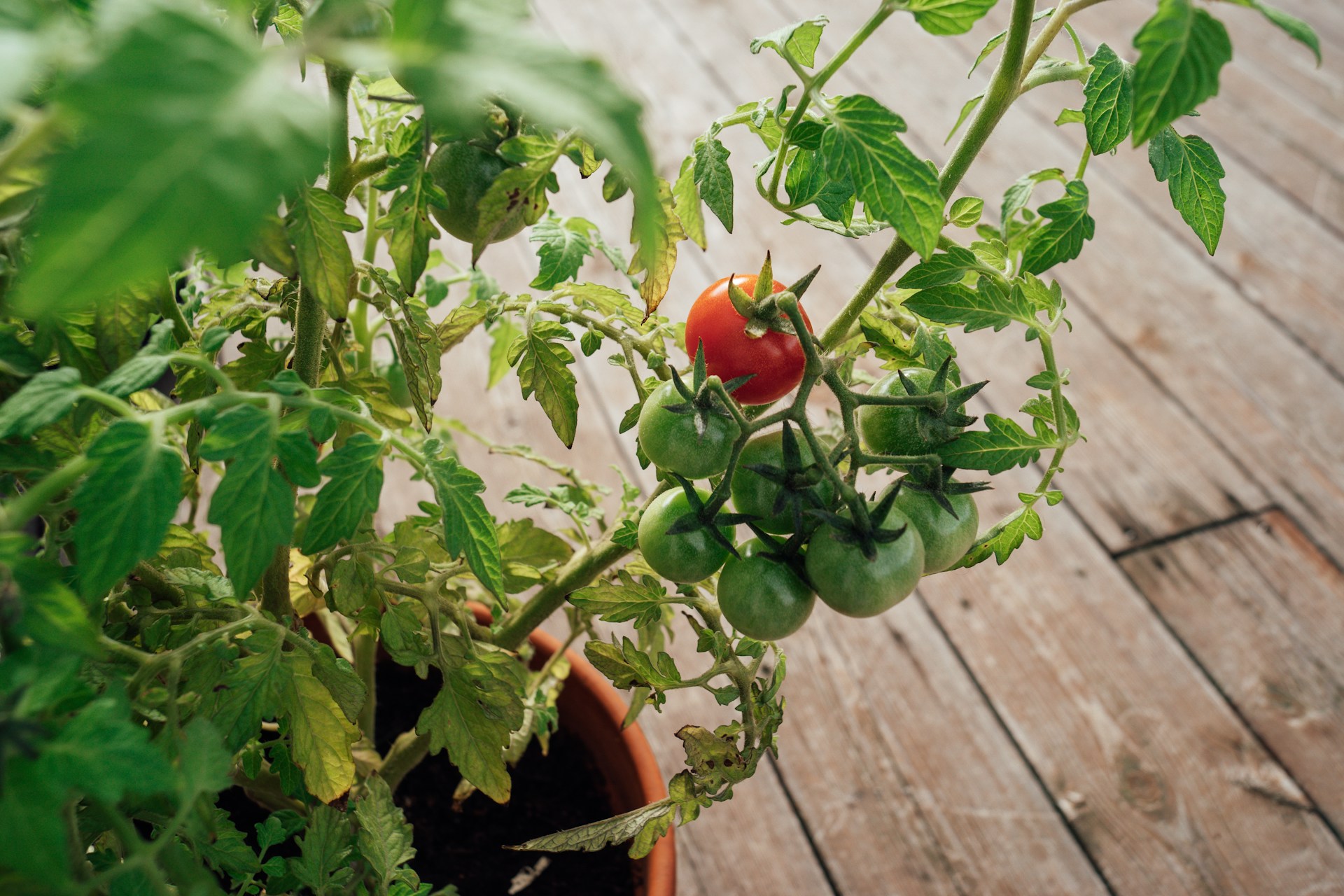 Garden Experts Warn Potted Tomatoes Stall Fast With the Wrong Fertilizer Routine