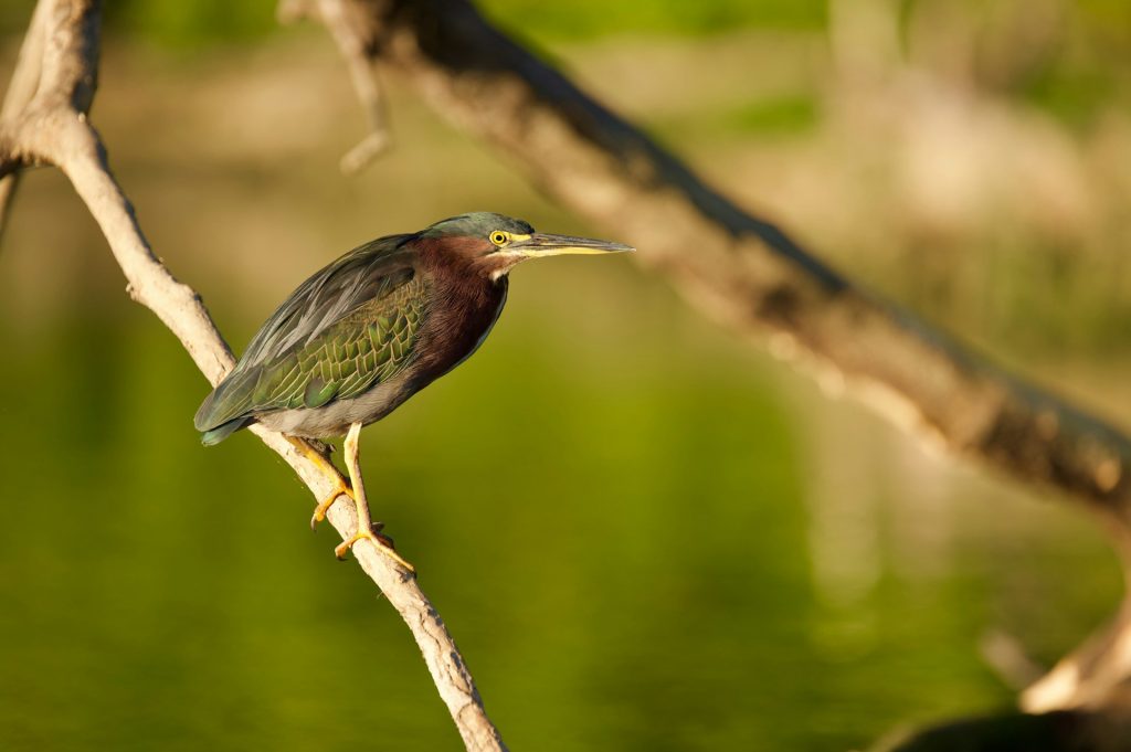 Green Heron